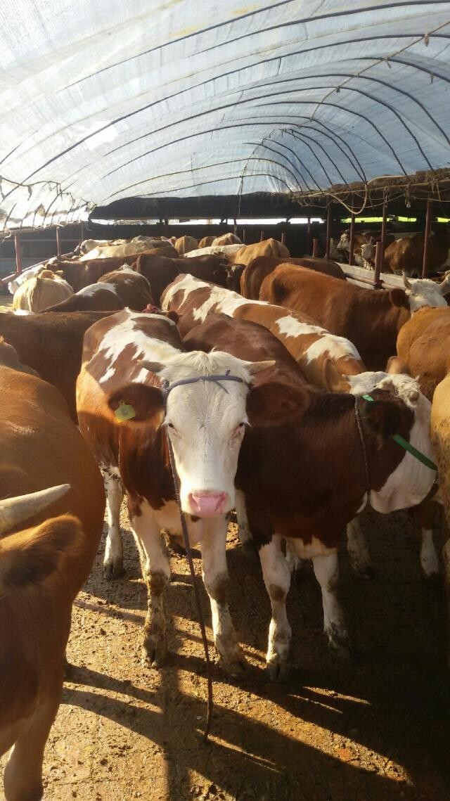 養牛養殖基地/肉牛現在的價格吉林喜山牧業