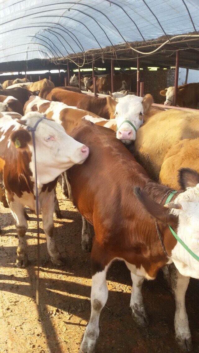 肉牛售價/肉牛的價格吉林喜山牧業