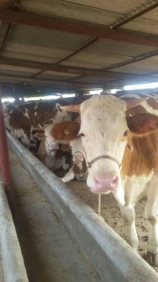 養殖肉牛價格/{zd0}肉牛養殖場吉林喜山牧業