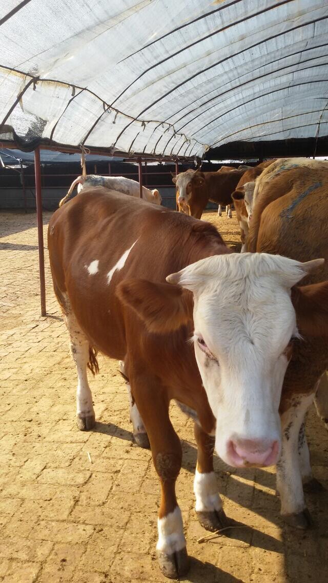 肉牛西門塔爾/肉牛品種價格吉林喜山牧業