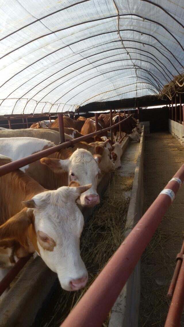 肉牛西門塔爾/肉牛品種價格吉林喜山牧業