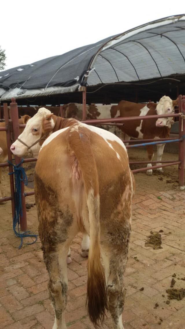 夏洛萊牛犢價格/肉牛犢多少錢一頭吉林喜山牧業(yè)