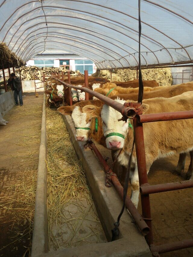 肉牛出栏价格/肉牛繁殖基地吉林喜山牧业