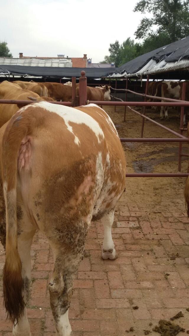 肉牛的養殖/小肉牛犢價格吉林喜山牧業