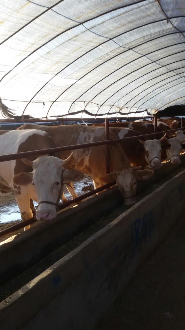 肉牛的養殖/小肉牛犢價格吉林喜山牧業