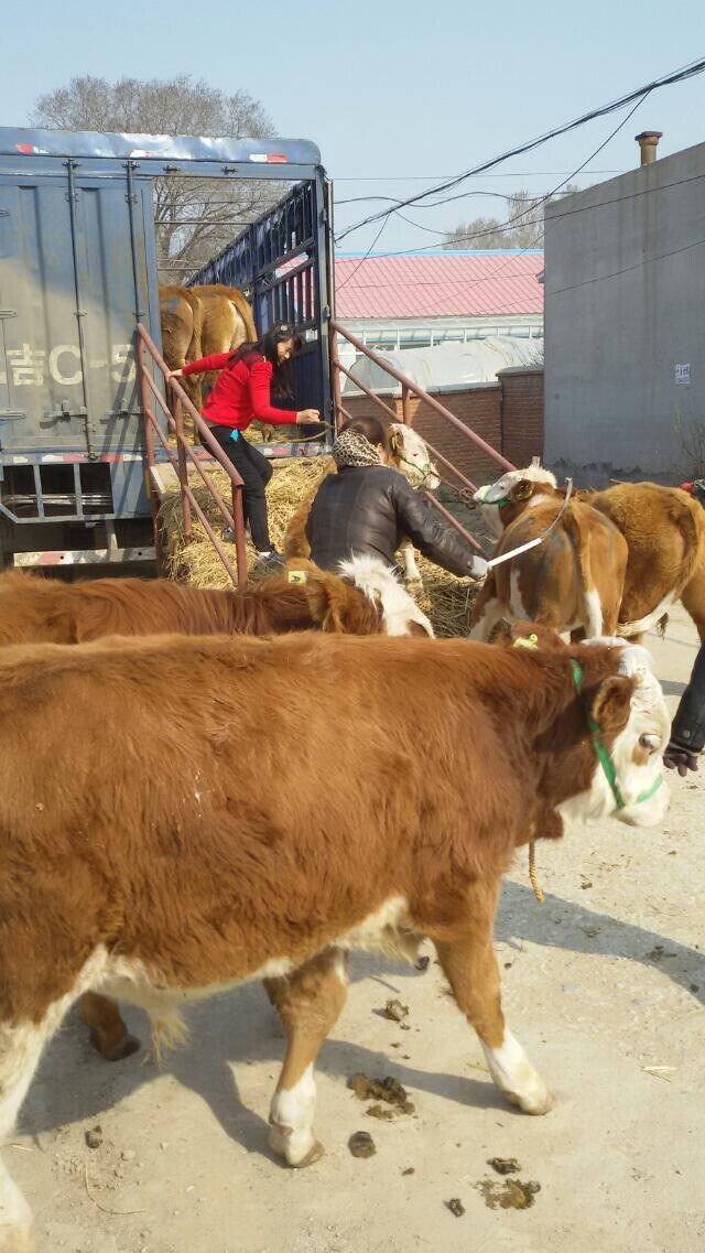 求購肉牛/東北黃牛市場吉林喜山牧業