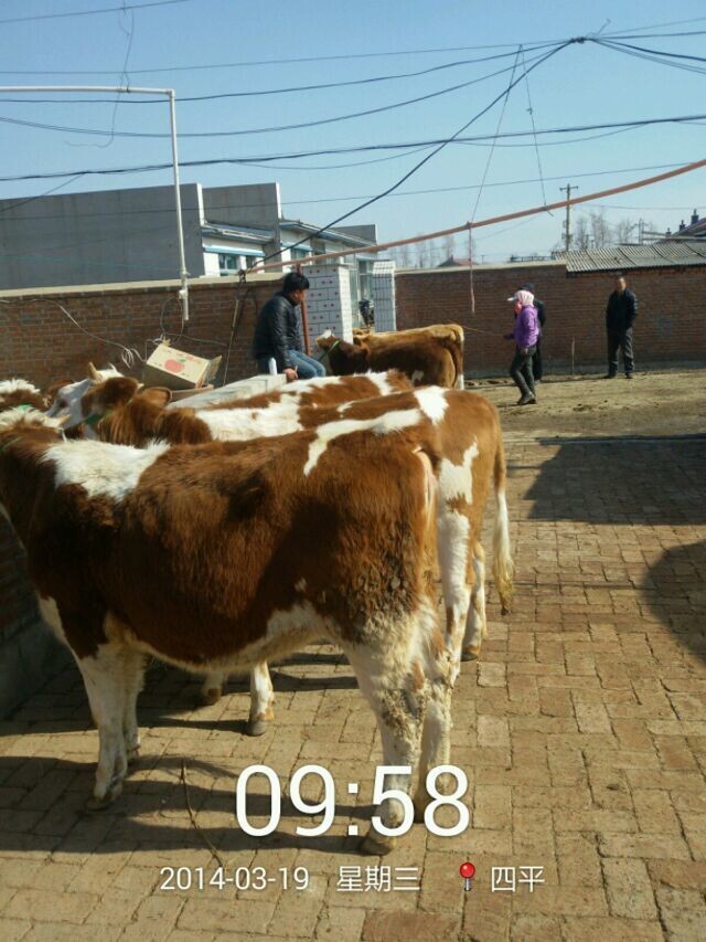 肉牛牛犢價格/良種牛吉林喜山牧業