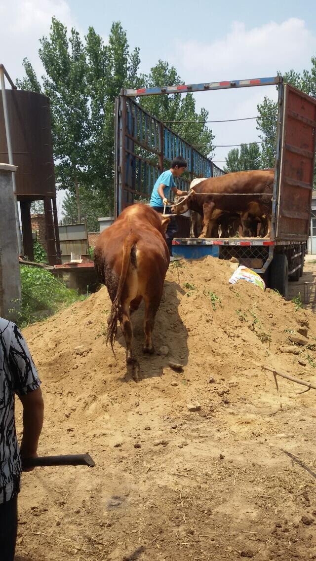 魯西黃牛多少錢/現在肉牛價格吉林喜山牧業