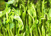 爽舌尖芽苗菜 芽苗菜先行者