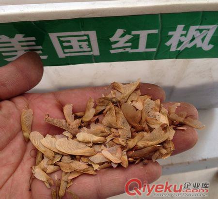 花木種子 美國紅楓價格 江蘇福源花木供應商幫助您品種好 價格優惠全國包郵