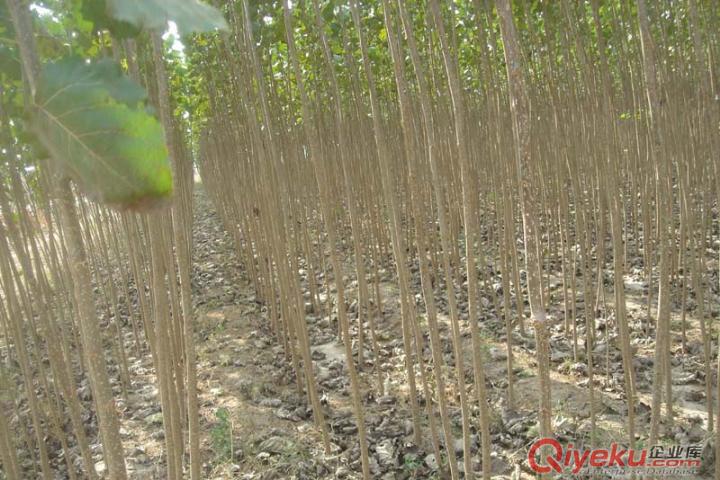 速生楊107（2--12公分）大量出售福源苗木供應商18344899415
