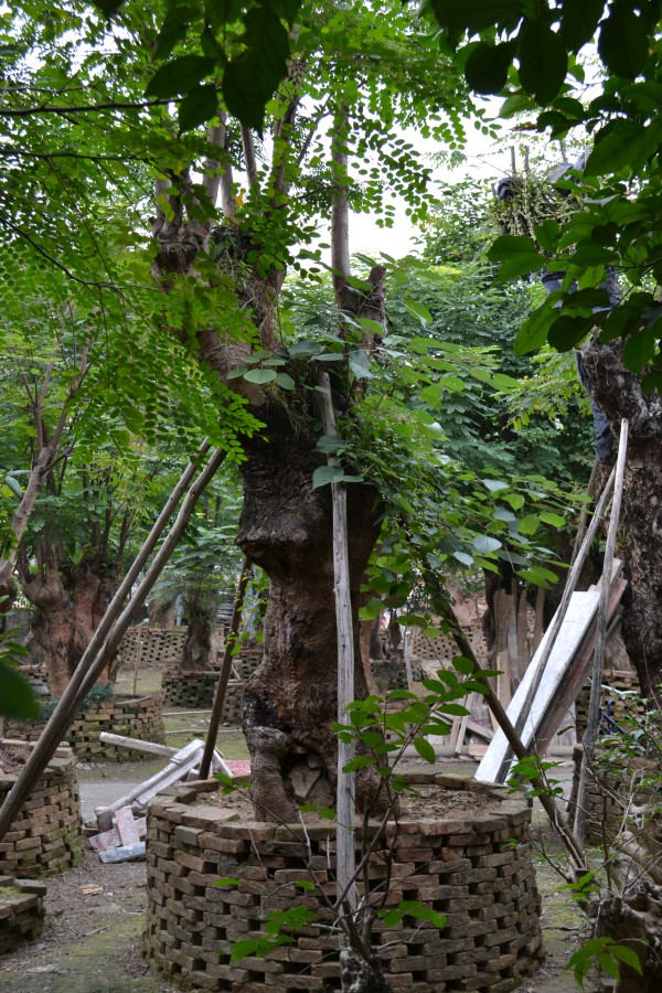 中山紅花梨樹銷售