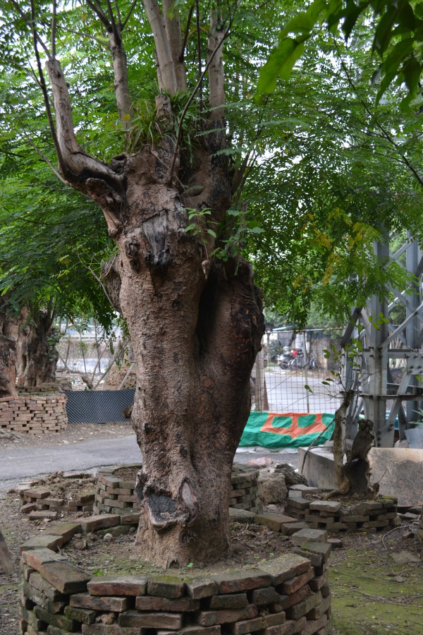 中山戶外植物