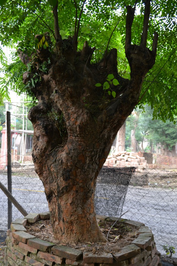 中山戶外植物