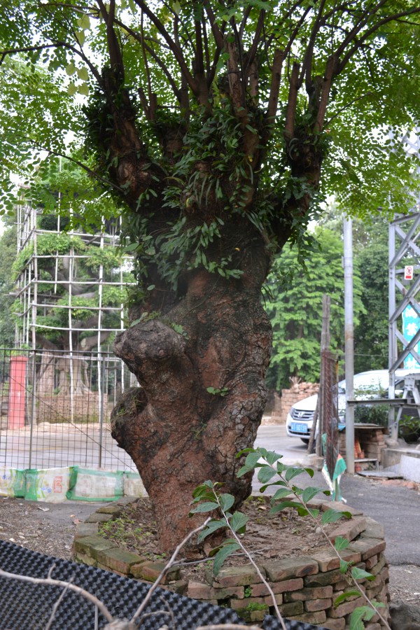 中山红花梨