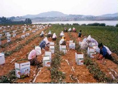 淀粉加工_紫淀粉_嘉祥金薯地瓜種植