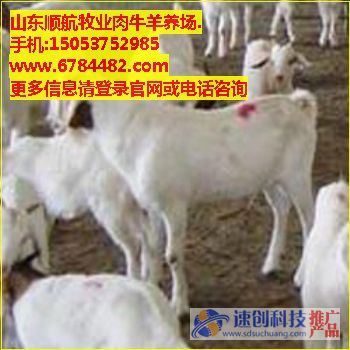 山東利木贊牛交易市場/出售利木贊牛種牛/順航牧業(yè)(袁洪賓)