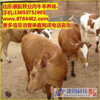 南阳肉牛养殖场,平顶山肉牛养殖场,顺航牧业