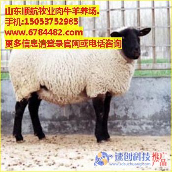 波爾山羊雜交/波爾山羊種羊/順航牧業(袁洪賓)