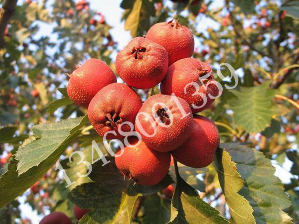 供應蘋果苗、泰安紅肉蘋果、株狀蘋果訂植苗