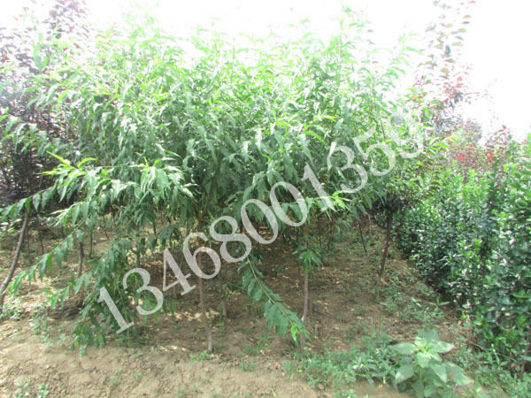 廠家直銷菊花碧桃