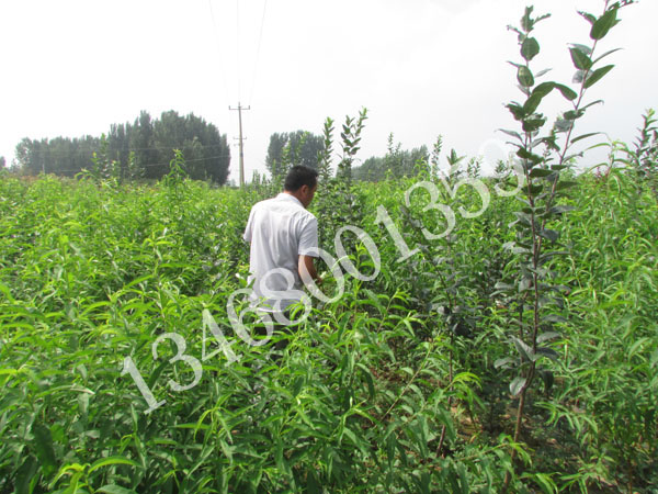 求購(gòu)蘋果苗、泰安蘋果苗、蘋果訂植苗