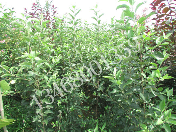 供應蘋果苗、泰安蘋果苗、株狀蘋果訂植苗