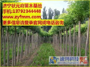 直營白蠟小苗,3公分法桐小苗,狀元府苗木基地