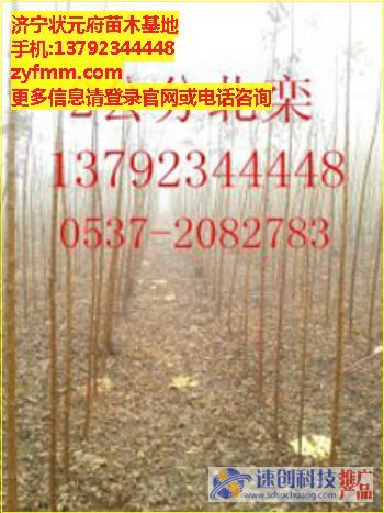 哪里有合歡,合歡經銷商,鳳金合歡,苦楝批發,苦楝去哪買,質量{zh0}的苦楝,低價的苦楝,狀元府苗木基地