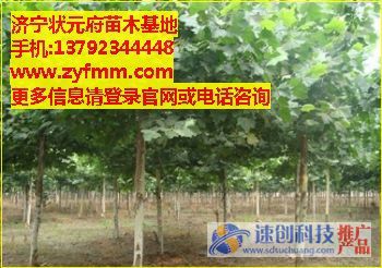 去哪買大葉女貞，大葉女貞經銷商，大葉女貞供應商,馬褂木發展行情,便宜的馬褂木,狀元府苗木基地