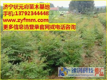 濟寧李營法桐小苗,哪里有法桐小苗，法桐小苗的價格,急售{zh0}的法桐小苗,狀元府苗木基地