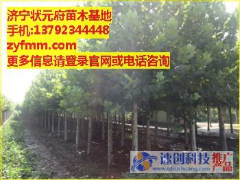 濟寧李營法桐小苗,哪里有法桐小苗，法桐小苗的價格,急售{zh0}的法桐小苗,狀元府苗木基地