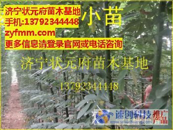 15公分的國槐,九公分白蠟,狀元府苗木基地