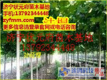 去哪買法桐小苗,哪里有多的法桐小苗，直營法桐小苗,出售大量法桐小苗,狀元府苗木基地