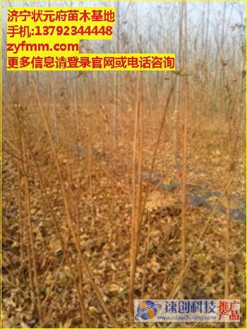 去哪買法桐小苗,哪里有多的法桐小苗，直營法桐小苗,出售大量法桐小苗,狀元府苗木基地