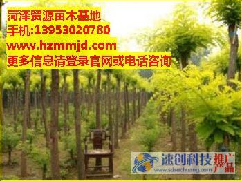 白蜡树苗价格/优质白蜡/茂源苗木基地