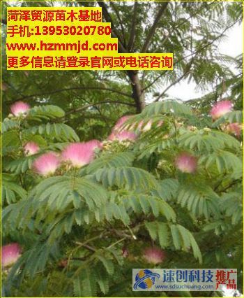 合歡育苗/合歡苗/貿源苗木基地