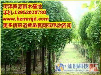 國槐價格/國槐種植/貿源苗木基地