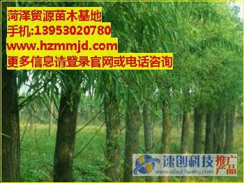 菏澤國槐批發(fā){zd1}價是多少/白蠟蟲是什么/貿(mào)源苗木基地