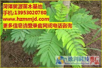 15公分合欢树/山东合欢树/贸源苗木基地