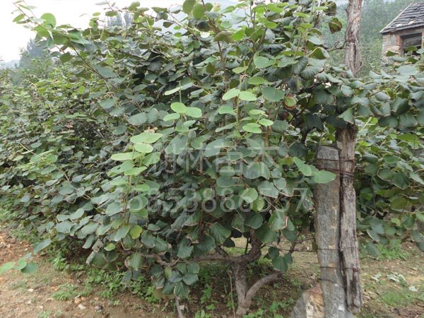 廠家直銷大量供應(yīng)優(yōu)質(zhì)mh桃苗