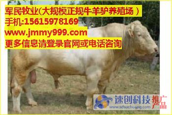 哪里有賣格力犬的,小藏獒經(jīng)銷商 ,軍民牧業(yè)供