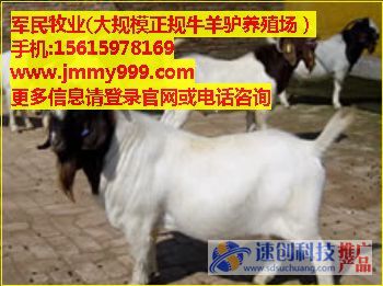 {zh0}的肉牛養殖廠家,肉牛肉羊哪里的便宜,軍民牧業供