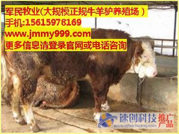 肉牛養(yǎng)殖成本效益,江蘇賣夏洛萊牛的牧場(chǎng) ,軍民牧業(yè)供