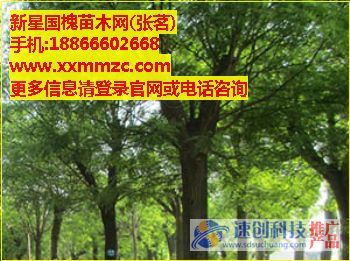 求購白蠟國槐|新星國槐