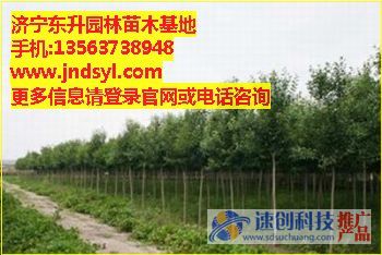 哪里有售國槐,去哪買國槐,濟寧東升園林(東升)