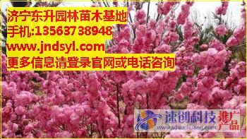 樱花种子价格_优质樱花树_济宁东升园林(东升)