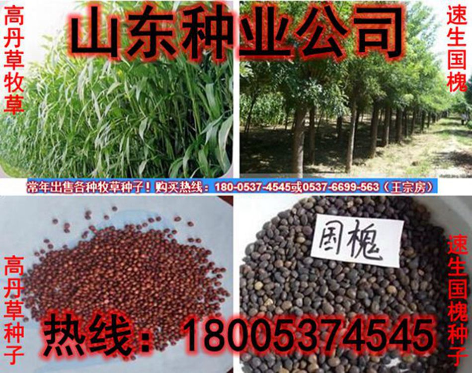 蘇丹草種子多少錢斤|冬牧蘇丹草種子
