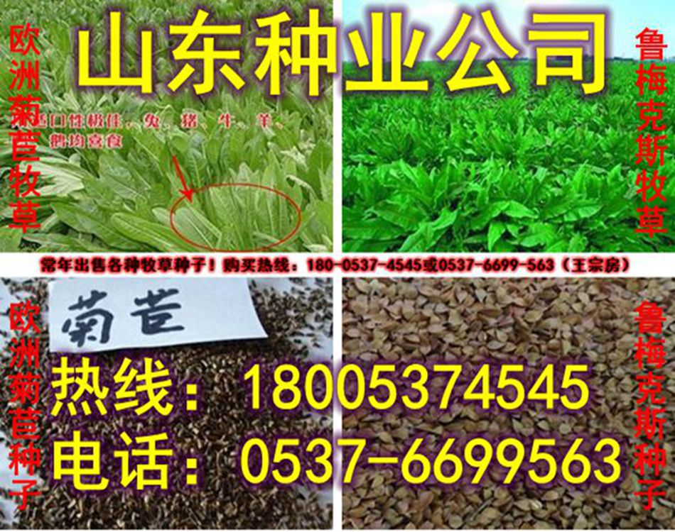 苜蓿種植技術(shù)|牧草苜蓿種子