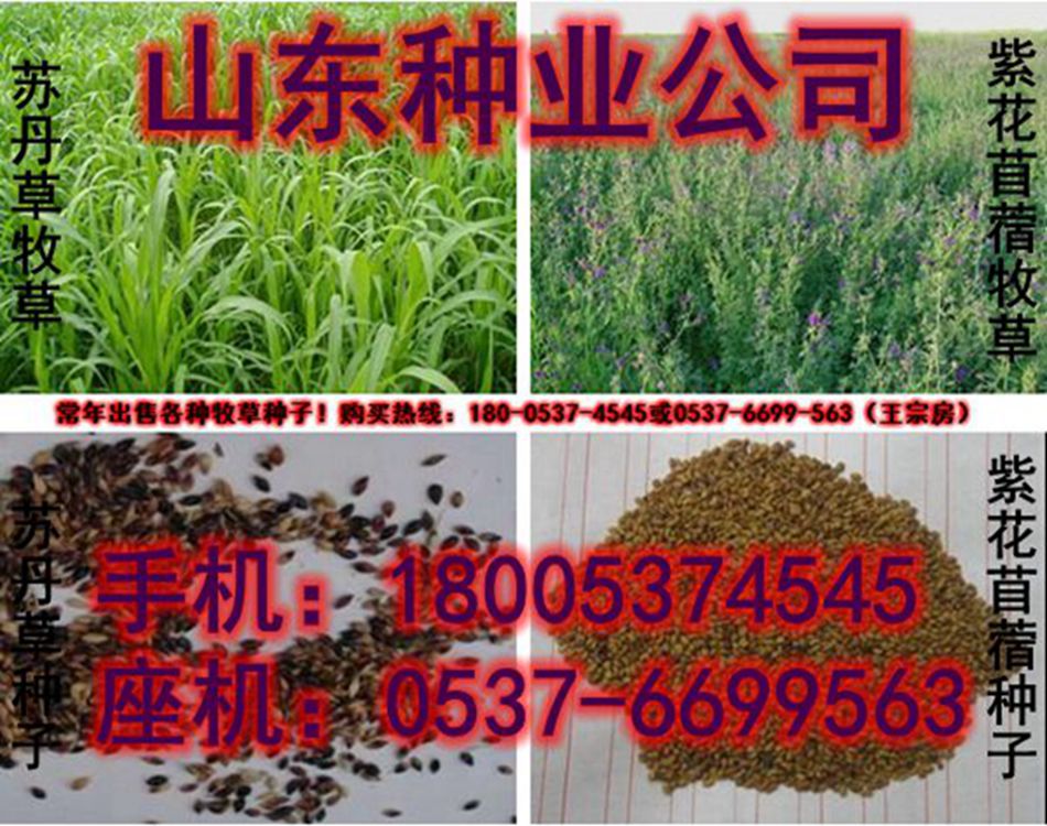 墨西哥玉米種子多少錢斤|冬牧墨西哥玉米種子